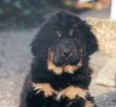 tibetan mastiff - information and photo gallery