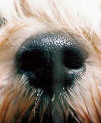 The sweetest nose in the world !